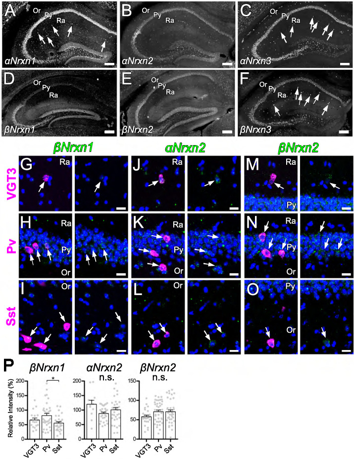 Figure 6—figure supplement 1.