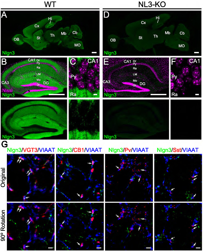 Figure 1—figure supplement 1.