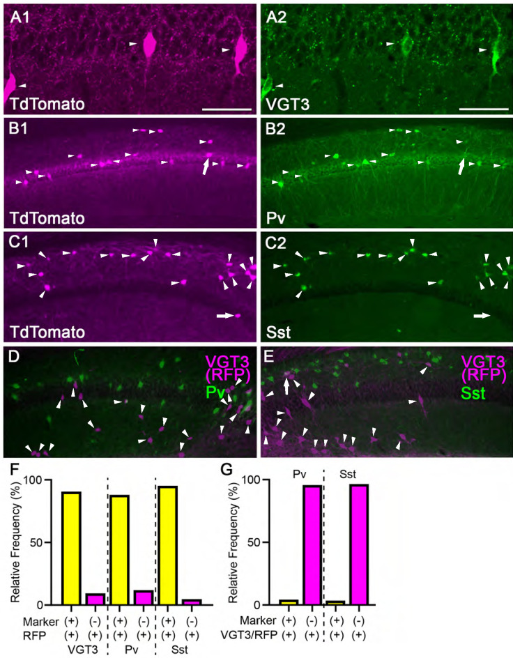 Figure 2—figure supplement 1.