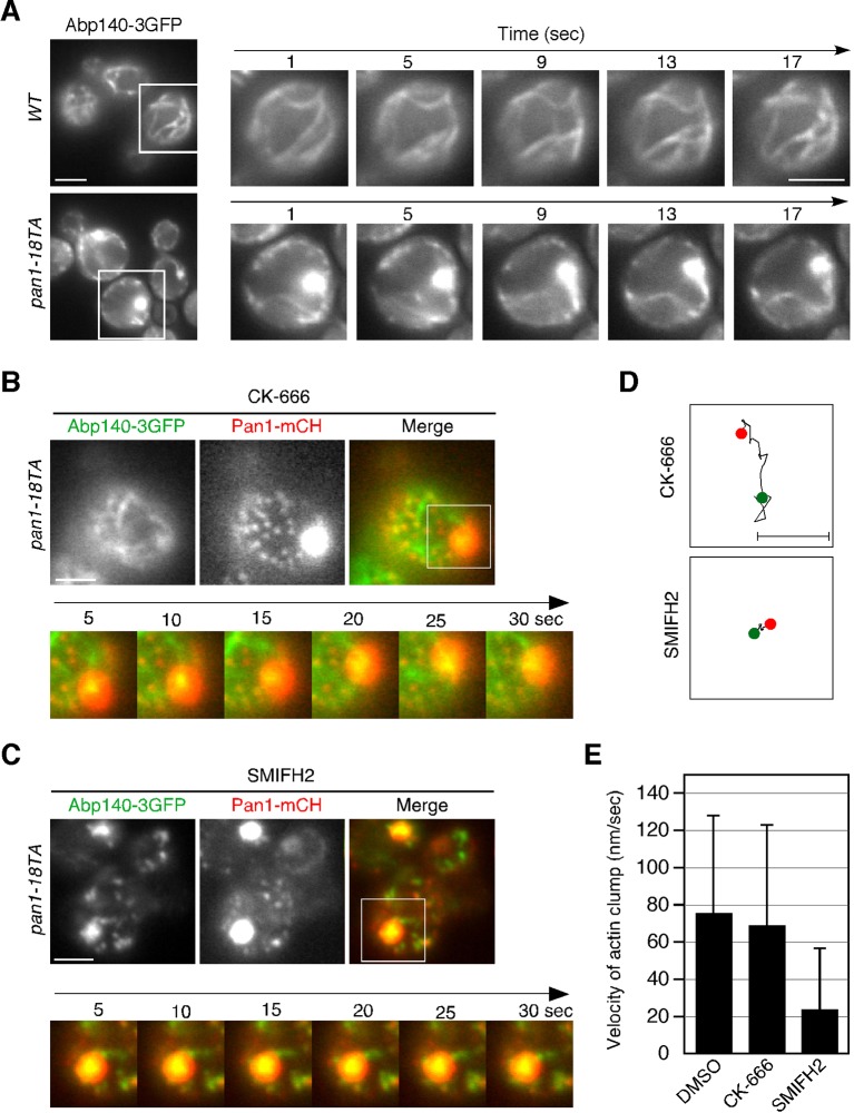 Figure 4—figure supplement 1.