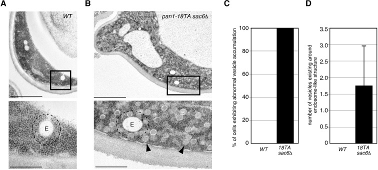 Figure 6—figure supplement 2.