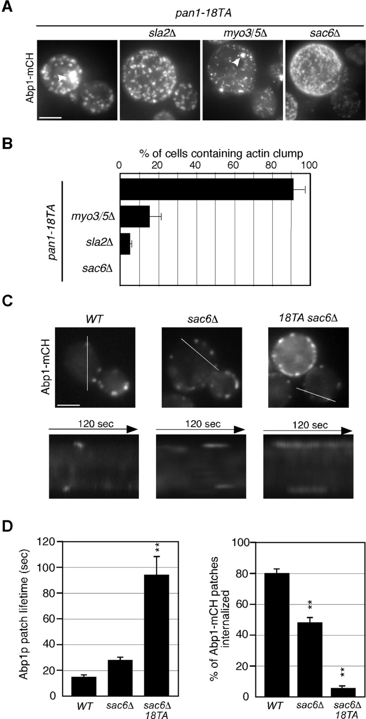 Figure 6—figure supplement 1.