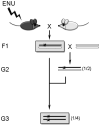 Figure 11.3