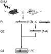 Figure 11.7