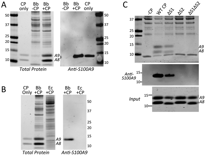 Fig. 9