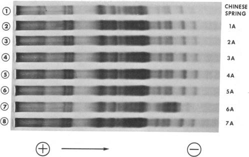 graphic file with name pnas00040-0328-a.jpg