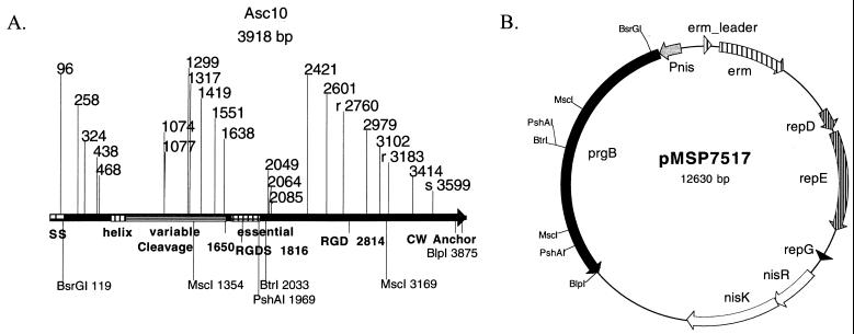 FIG. 1