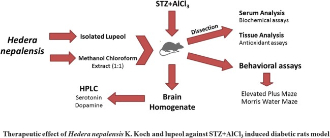 Graphical abstract