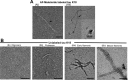 Fig. S1