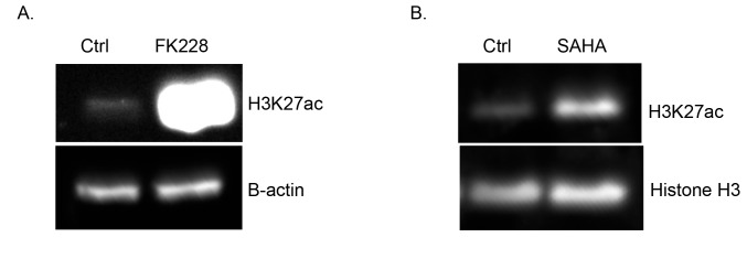 Figure 5—figure supplement 1.