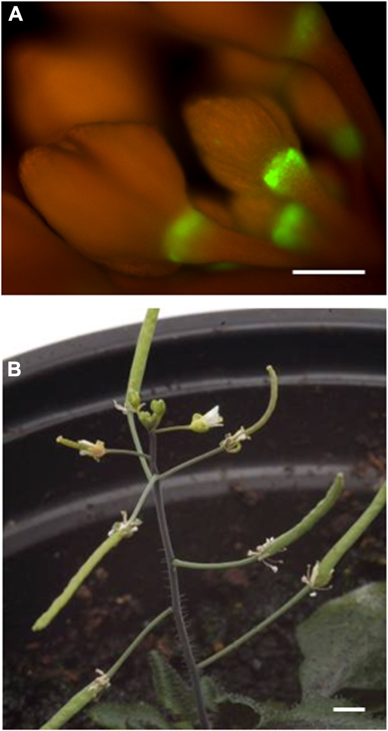 Figure 7.