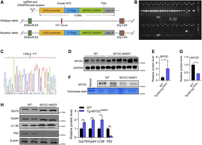 FIGURE 4