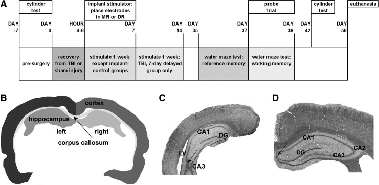 FIG. 1.