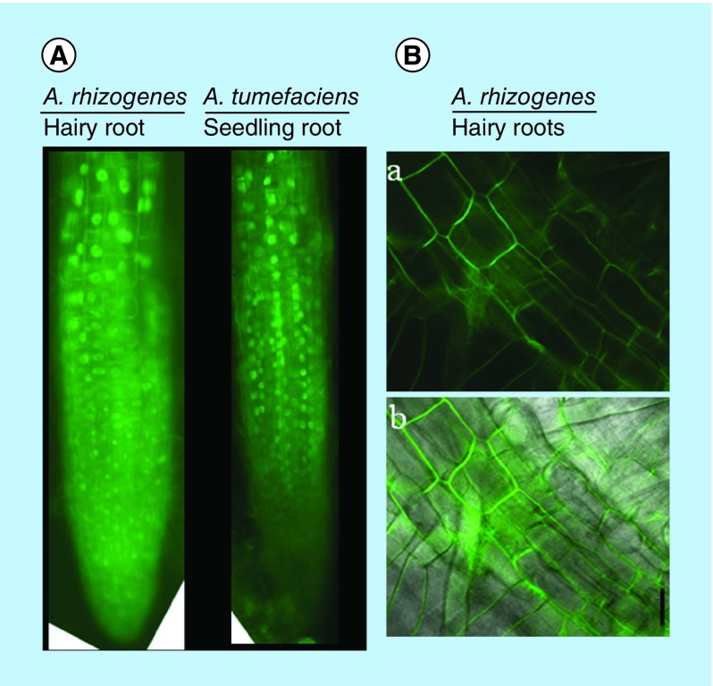 Figure 3. 