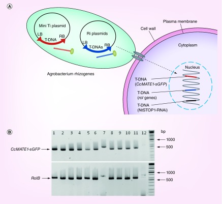 Figure 4. 