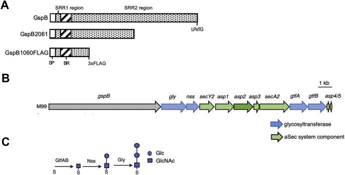 Figure 1