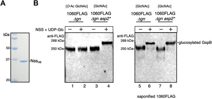 Figure 4