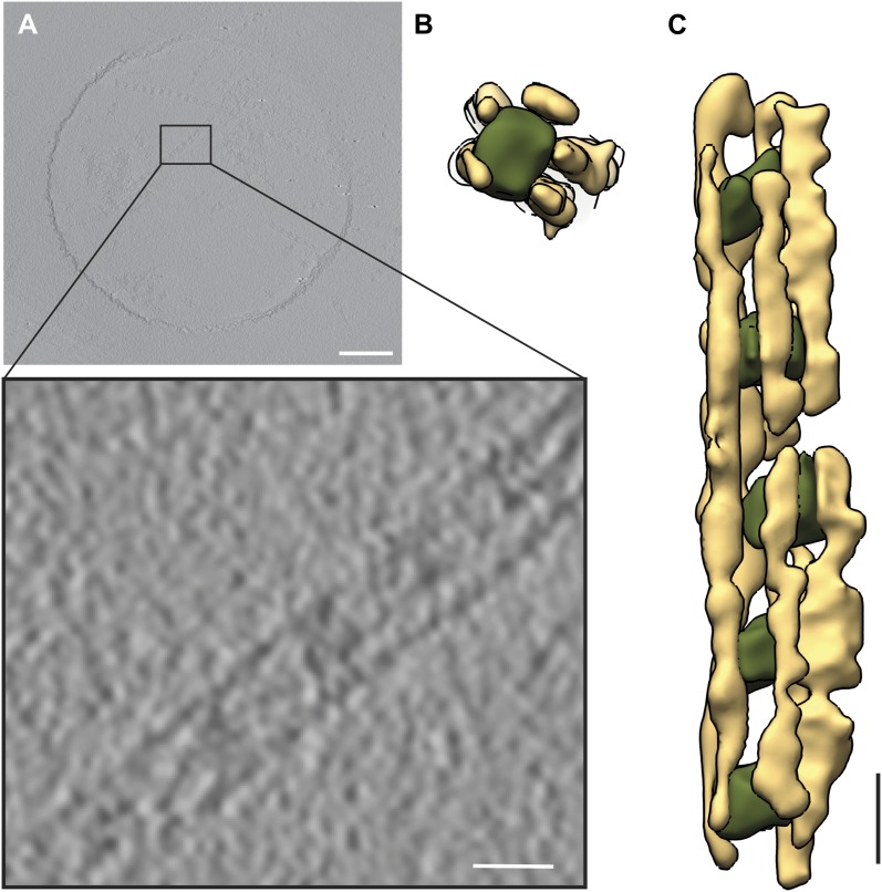 Figure 19.