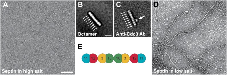 Figure 11.