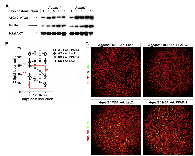 Supplementary Figure 2