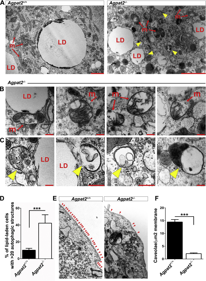 Figure 6