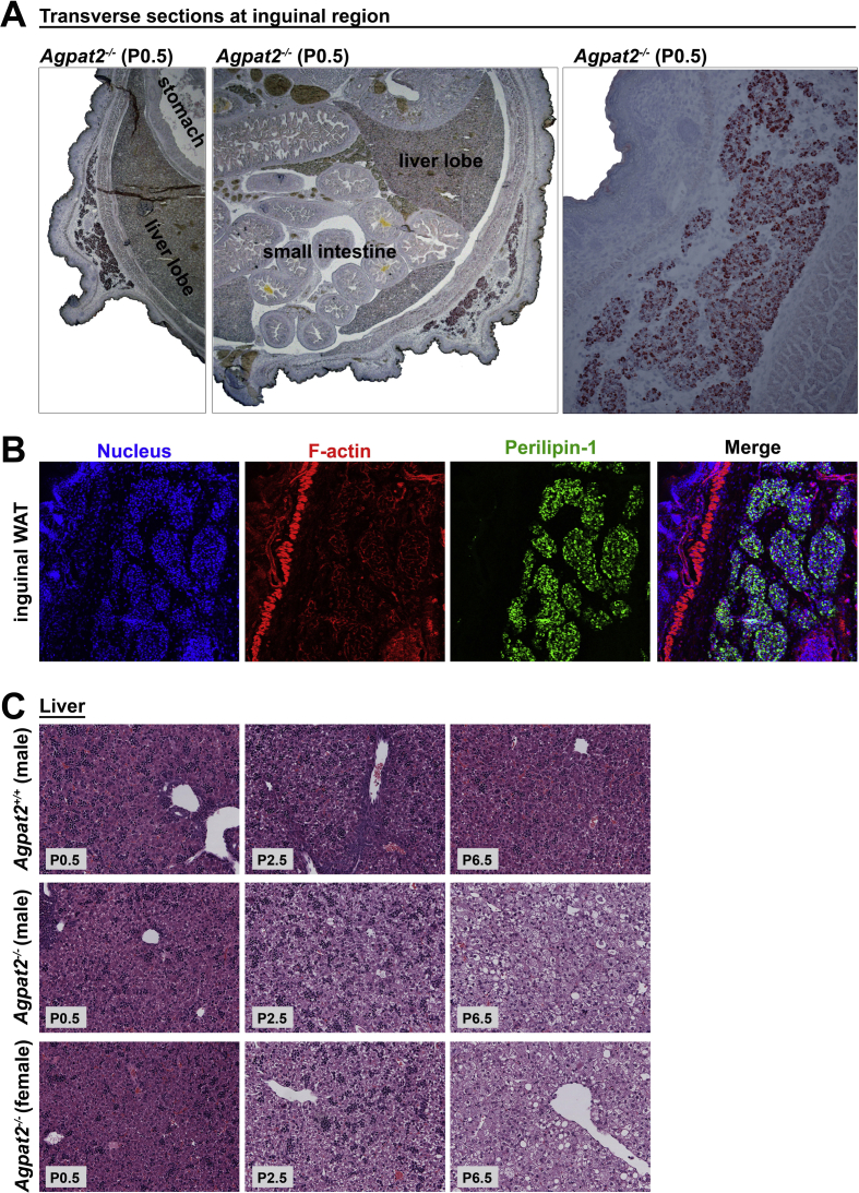 Supplementary Figure 1