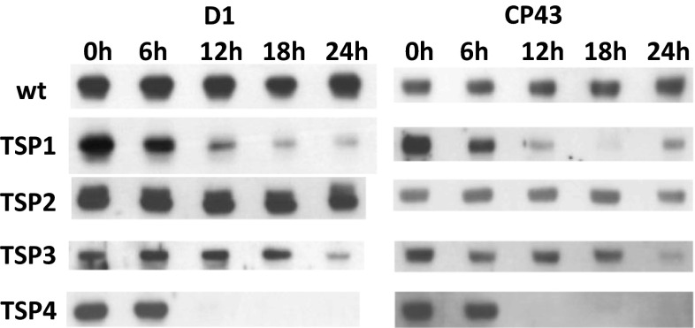 Fig. 3