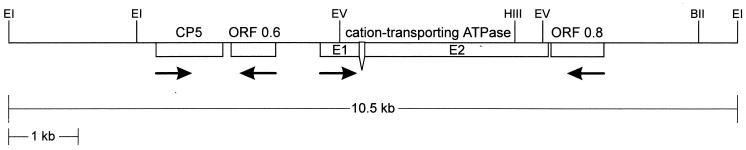 FIG. 1