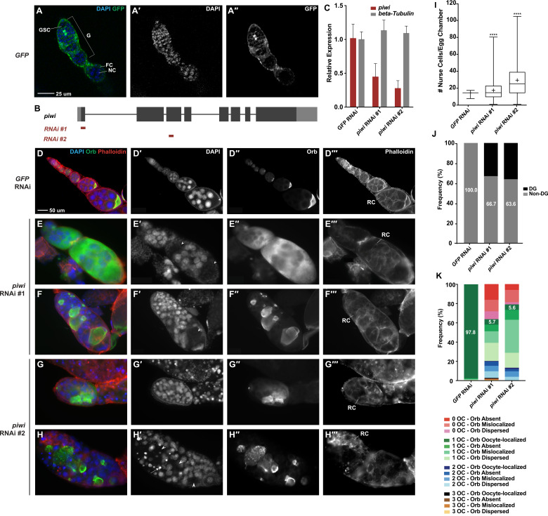 Figure 1. Knockdown of piwi expression in all ovarian somatic cells by tj-GAL4 results in abnormal ovarian morphology reflective of GSC proliferation and differentiation defects