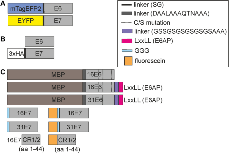 Figure 1