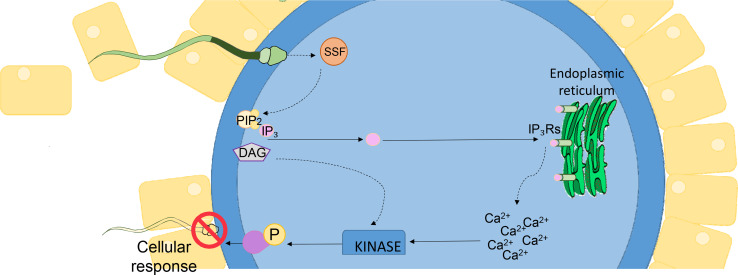 Fig. 1