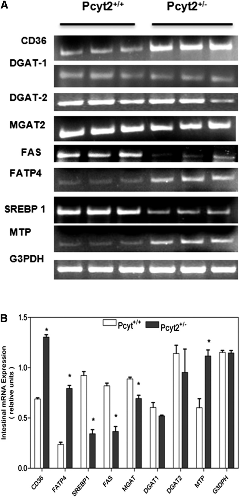 Fig. 8.