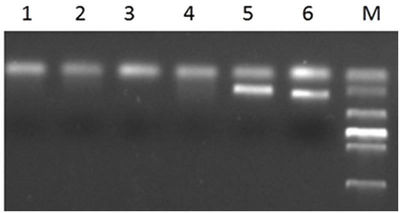 FIGURE 6