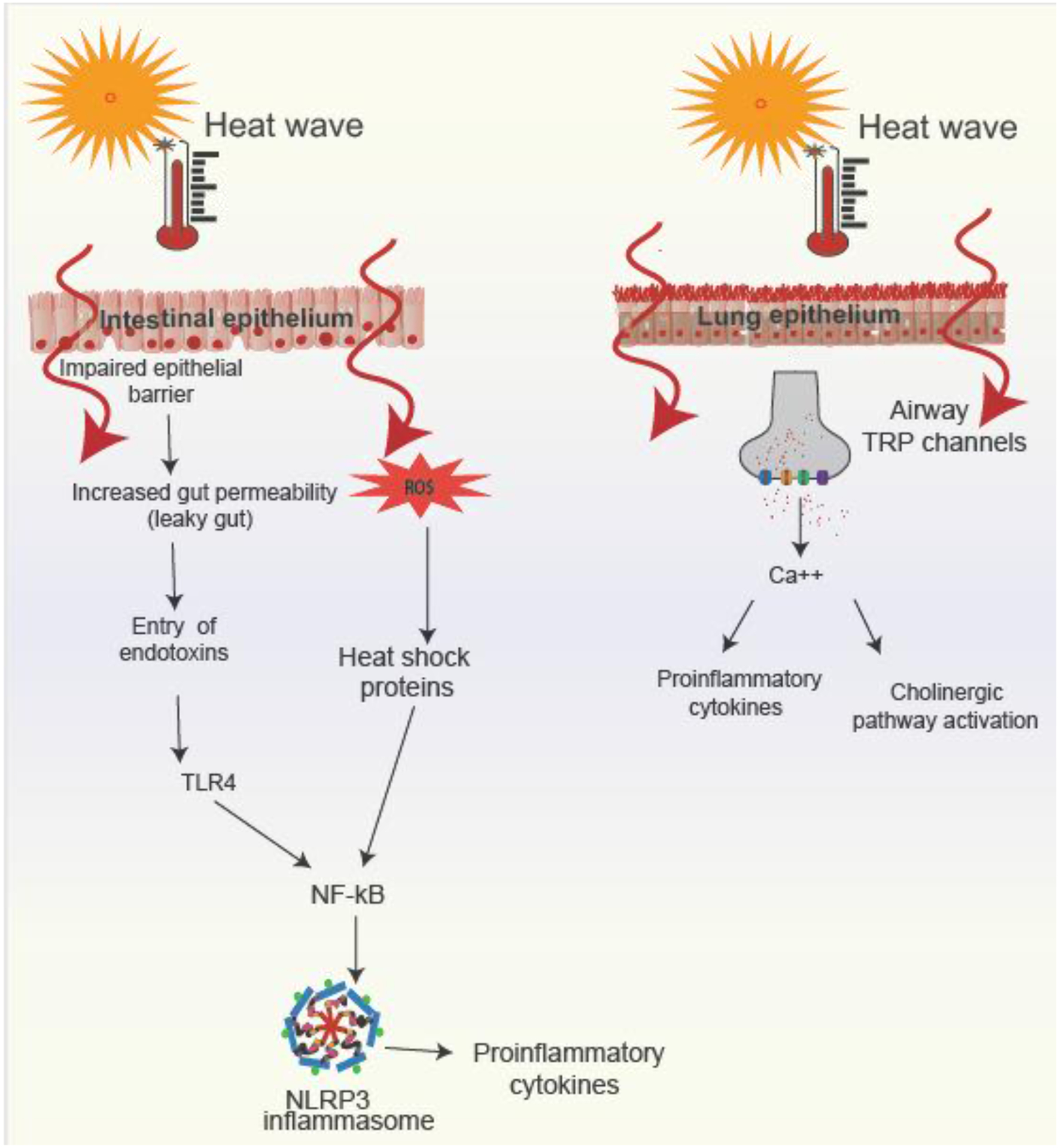 Figure 5: