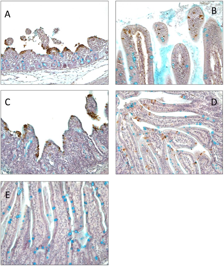 FIG 7