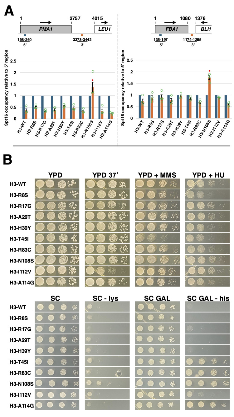 Figure 1. Effects of yeast histone H3-BLBS mutants on Spt16-gene interactions and on phenotypes associated with chromatin-related processes