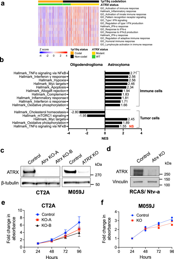 Interplay between ATRX and IDH1 mutations governs innate immune ...