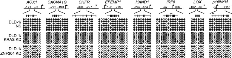 Figure 6—figure supplement 2.