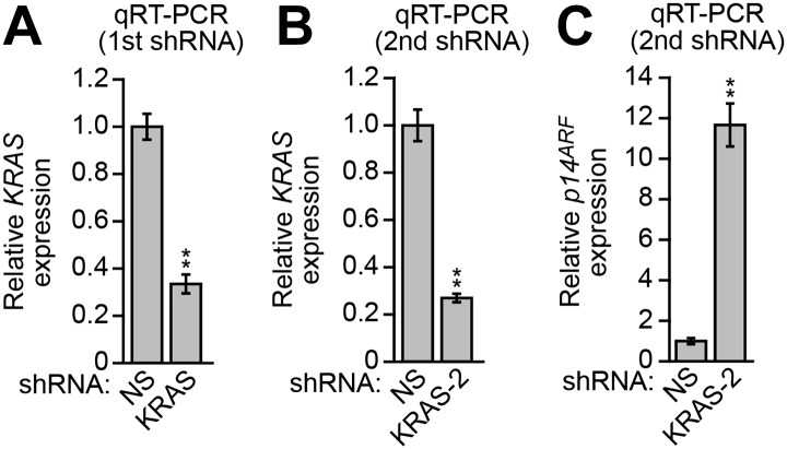 Figure 3—figure supplement 1.