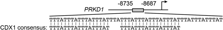 Figure 5—figure supplement 3.