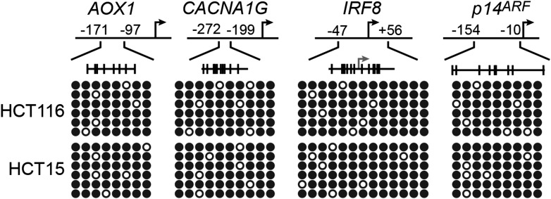 Figure 6—figure supplement 3.