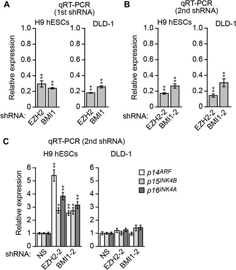 Figure 7—figure supplement 2.