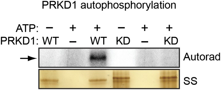 Figure 5—figure supplement 1.