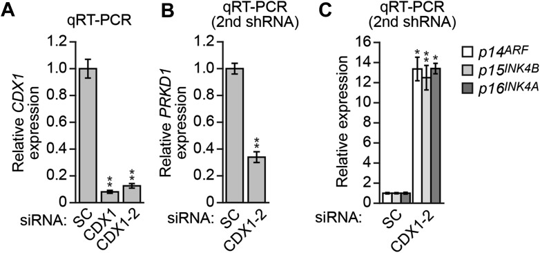 Figure 5—figure supplement 4.