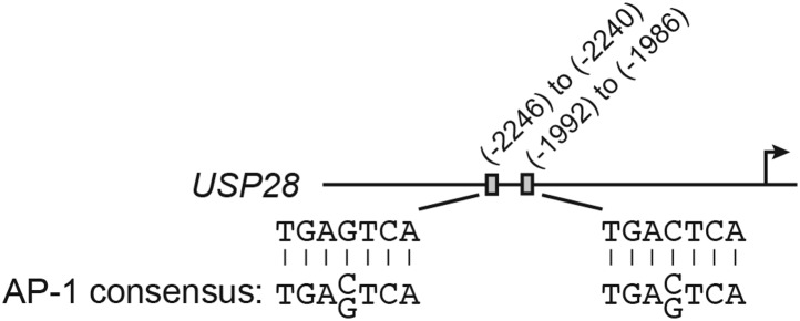 Figure 4—figure supplement 1.