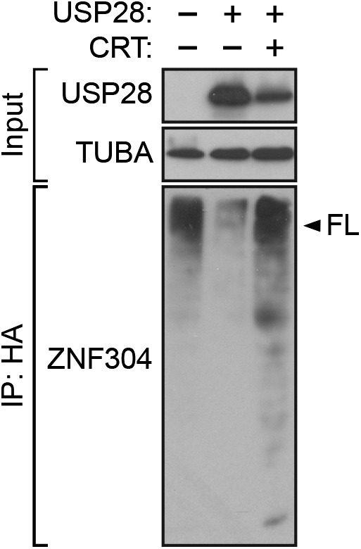 Figure 5—figure supplement 2.