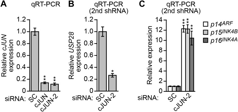 Figure 4—figure supplement 2.