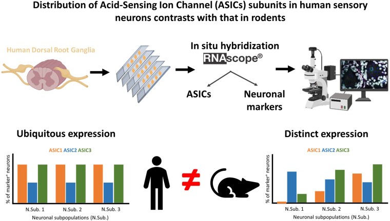 Graphical abstract