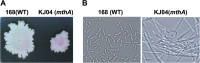 FIG 4