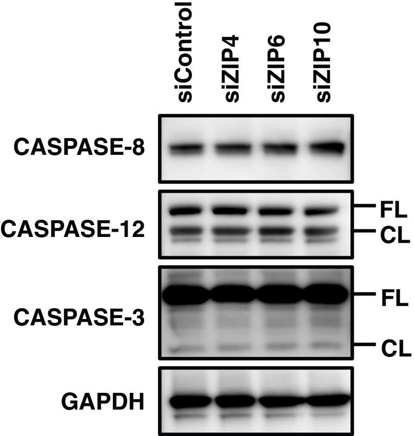 Fig. S11.